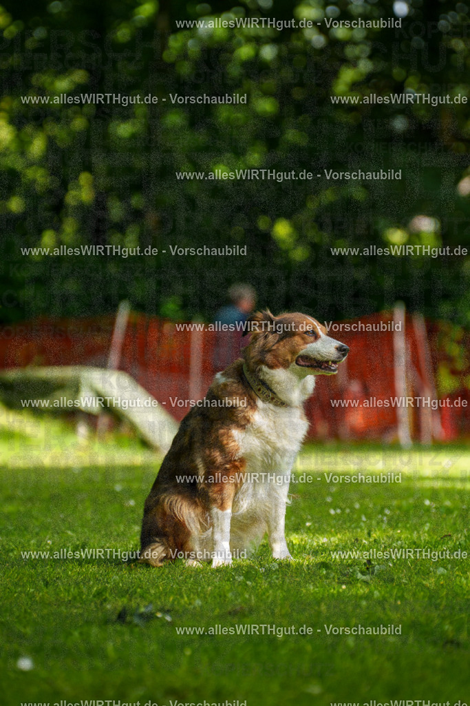 @allesWIRTHgut_Tierfotografie - www.allesWIRTHgut.de - 100545-7R508034 | Professionelle Tierfotografie in Mönchengladbach von Daniel Wirth (allesWIRTHgut). Liebevolle & natürliche Bilder von Hunden & Katzen für unvergessliche Erinnerungen.