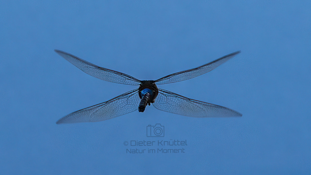 P1636909-Bearbeitet-2023-LR | Natur im Moment - Realisiert mit Pictrs.com