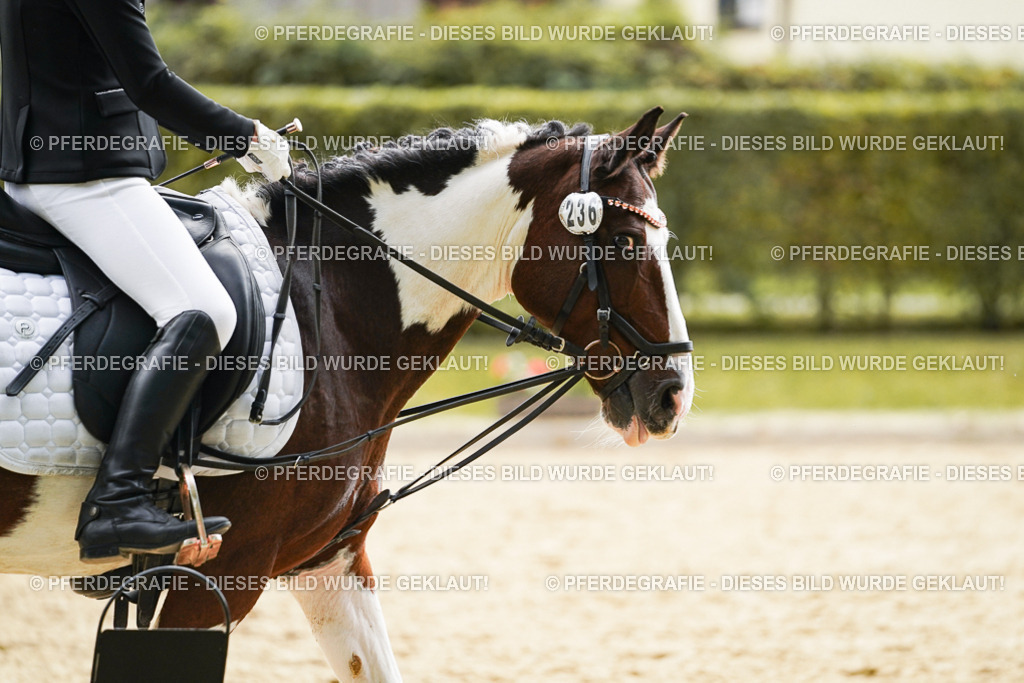 DSC01203 | Pferdegrafie