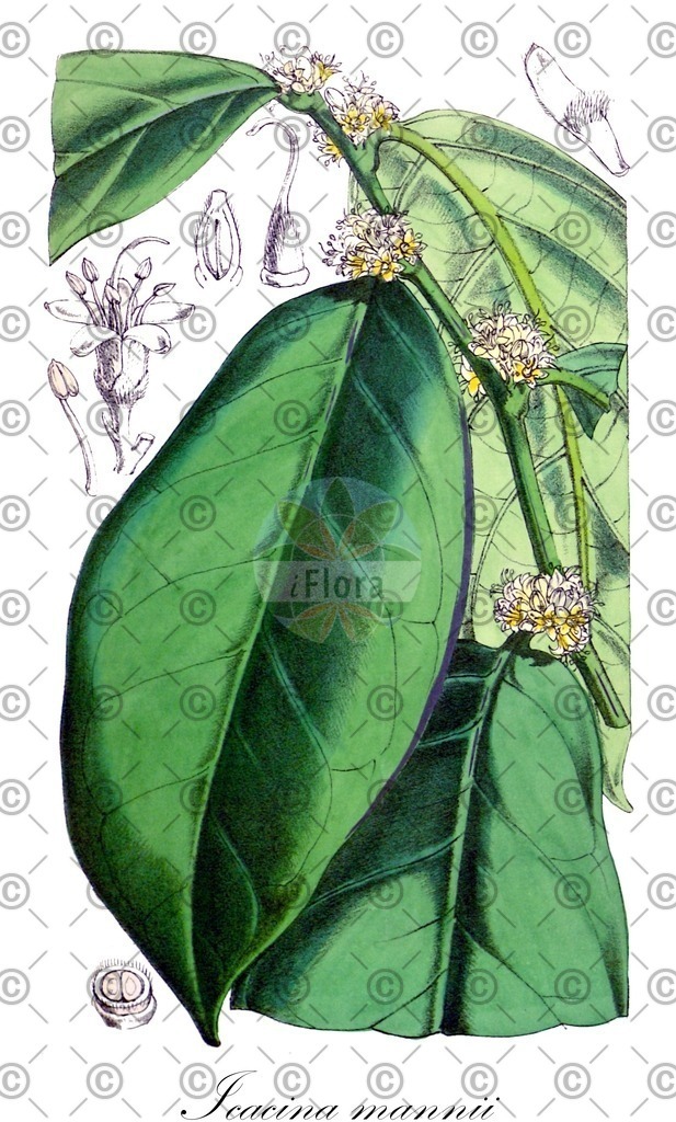 HistAbb_wfo-0000217289_1_ENZY_Simple | Historische Abbildung von Icacina mannii - Icacinaceae | Historical Illustration of Icacina mannii - Icacinaceae