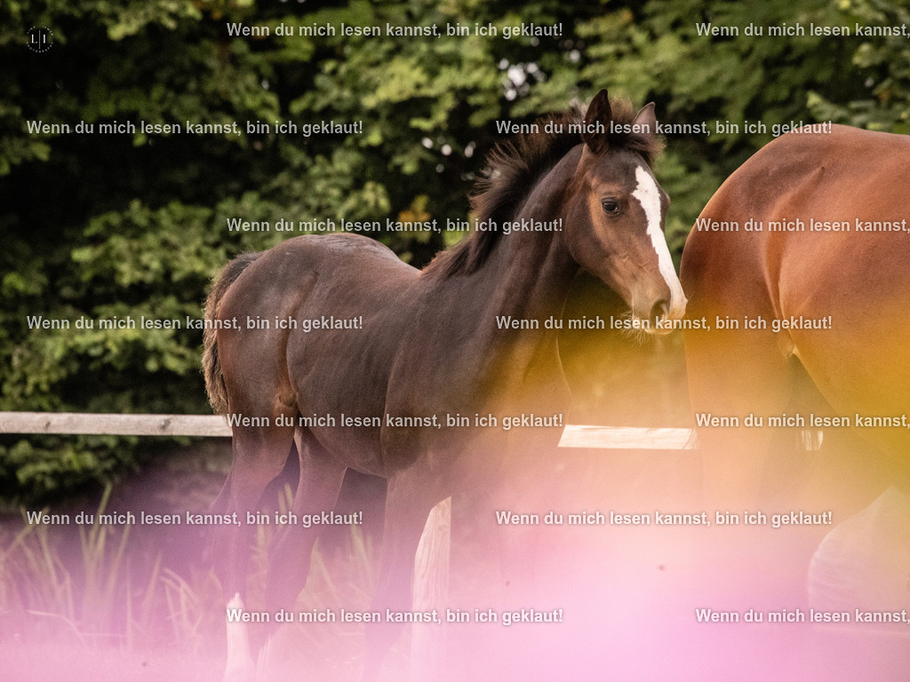 A10I4667 15.58.11 | photographylinaismer - Realisiert mit Pictrs.com