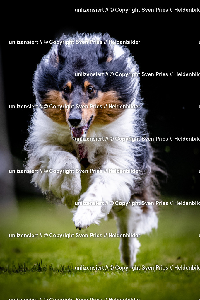Sven Pries | 2025-10-03 - Hunderennen Obergrombach - Realisiert mit Pictrs.com