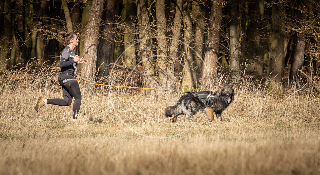 DV3A5979 | Hundefotografie, Tierfotograf, Pfotenfotografie, Fotoshooting Hund, Hunde Portrait, Hundesport, Hundeportraits, Heideshooting, Hunde, Sportfotograf, Hundefotograf, Turnierhundsport, THS,  - Realisiert mit Pictrs.com