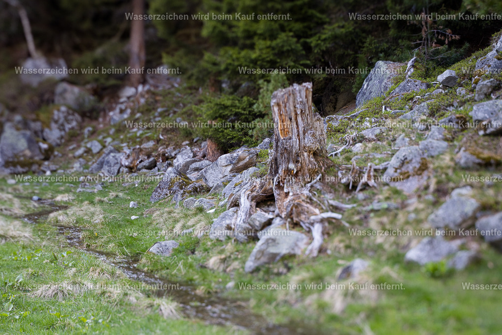 Tief verwurzelt im Sein | Tief verwurzelt im hier sein. So umrankst du all die Steine in deinem Leben. Doch was beherbergen diese Steine, die du vermeintlich als Hindernisse ansiehst? Sie geben dir Stabilität und halt, indem du erfährst, wer du wirklich bist. Erkenne deine Wurzeln, die diese Steine umspielen, als ein wahrhaftiges Meisterwerk an.