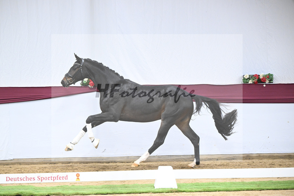 Kat-Nr. 105 Floricello x Sir Donnerhall_Frieder Heilemann_47253542 | hf-fotografie - Realisiert mit Pictrs.com