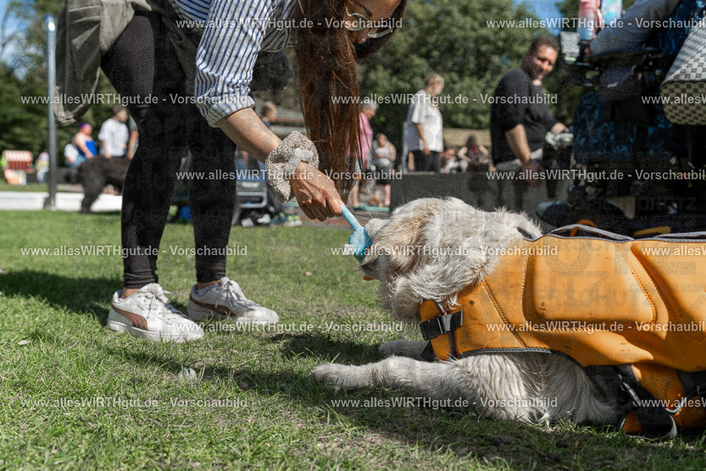 Hundeschwimmen_Volksbad_2026-allesWIRTHgut_Tierfotografie-2609061337-7R500858 | Professionelle Tierfotografie in Mönchengladbach von Daniel Wirth (allesWIRTHgut). Liebevolle & natürliche Bilder von Hunden & Katzen für unvergessliche Erinnerungen.