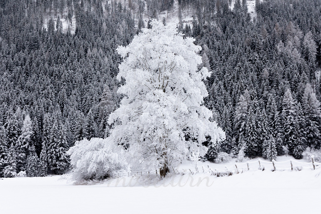 Winterwonderland Thomatal | Ihre Fotografin im Lungau, ihre Fotografin im Mostviertel, Wandbilder Onlineshop, Imagefotos für Ihr Unternehmen,  - Realisiert mit Pictrs.com