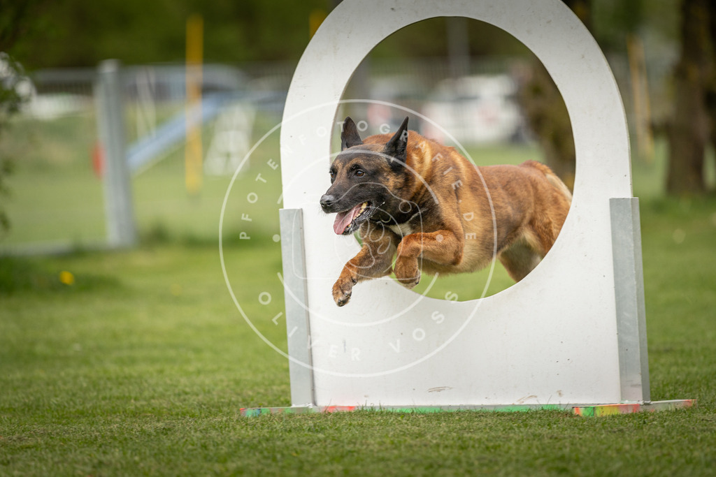 Pfotenfotografie_DV3A1088 | Hundefotografie, Tierfotograf, Pfotenfotografie, Fotoshooting Hund, Hunde Portrait, Hundesport, Hundeportraits, Heideshooting, Hunde, Sportfotograf, Hundefotograf, Turnierhundsport, THS,  - Realisiert mit Pictrs.com