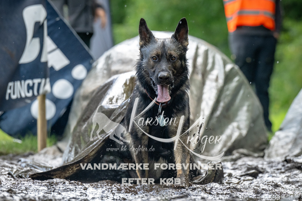 1147_ZZ94262 | kk-dogfotos