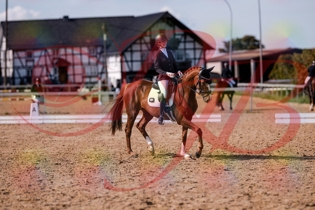 2026_10_03_Siefer-Hof_132725_Z81_81660307 | Professionelle Reitsport-, Turnier- und Eventfotografie von Robert Broda. Galerien mit ausgewählten und bearbeiteten Bildern direkt online ansehen und bestellen.