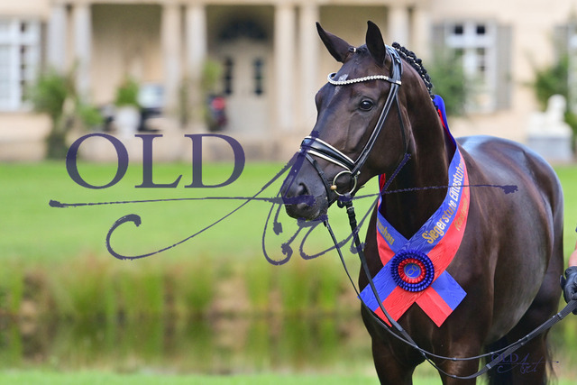 40 Royal-Hope DE 433330039820 Total Hope - Danciano DSC_1561 | <meta name="description" content="★Offizieller Merchandise und Foto-/Videostore des Oldenburger Verbandes.★ ✅Jetzt auch digital Ausdrucke erhältlich." />
<meta name="keywords" content="Merchandise Foto-/Videostore Oldenburger Verband Photographie 