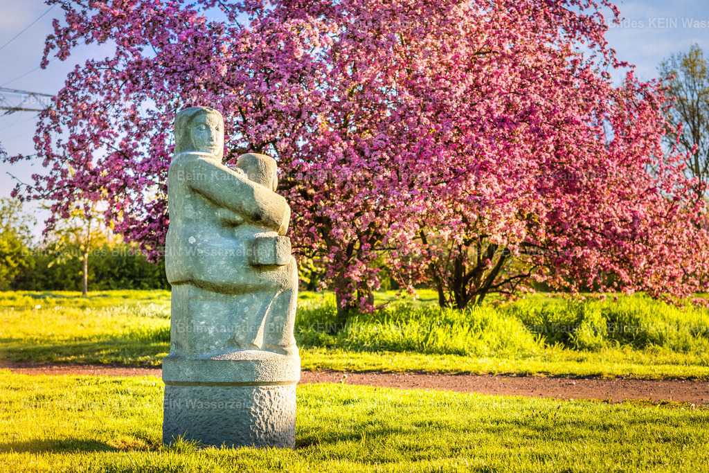 Magdeburg Holzweg rosa Kirschblüte und  Skulptur des Schutzgottes Heimdall  -2767 | Skulptur im Holzweg Magdeburg  - Realisiert mit Pictrs.com