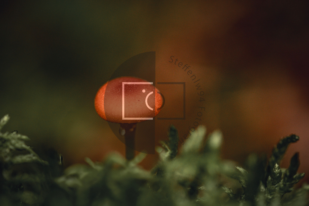 Pilz im Moos Wandbild | Ich bin Fotograf und auf meiner Webseite hast du die Möglichkeit meine fotografie als Wandbilder druckfertig für dein Zuhause zu bestellten. - Realisiert mit Pictrs.com