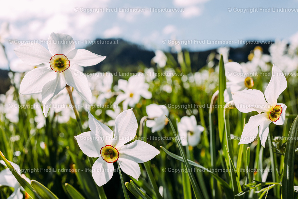 Narzissenbluete Mariazellerland 2022-7864 | Fotos und Fotoprodukte - Realisiert mit Pictrs.com