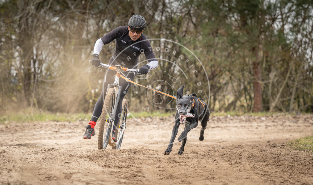 Pfotenfotografie_DV3A9314 | Hundefotografie, Tierfotograf, Pfotenfotografie, Fotoshooting Hund, Hunde Portrait, Hundesport, Hundeportraits, Heideshooting, Hunde, Sportfotograf, Hundefotograf, Turnierhundsport, THS,  - Realisiert mit Pictrs.com