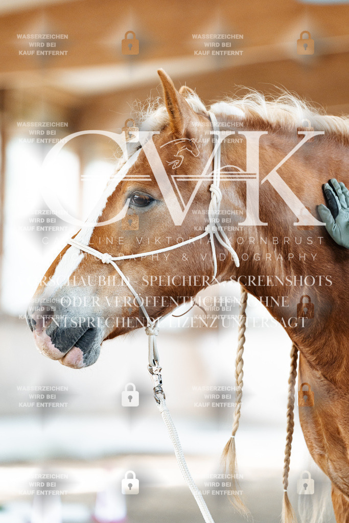 CK905970 | Turnierfotografie Pferdefotografie Trier Rheinland-Pfalz Pferdesport Reitsport Tierfotografie Sportfotografie Pferdevideo Pferdevideografie Equestrianvideography equestrianphotography  - Realized with Pictrs.com