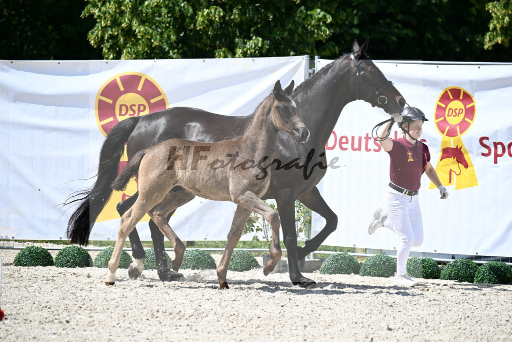 Kat-Nr. 9 Feliciano x San Amour I_HF_Niedermair_15250251 | hf-fotografie - Realizzato con Pictrs.com
