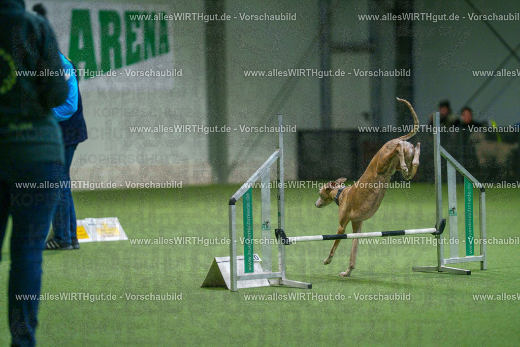 7R500370 | Professionelle Tierfotografie in Mönchengladbach von Daniel Wirth (allesWIRTHgut). Liebevolle & natürliche Bilder von Hunden & Katzen für unvergessliche Erinnerungen.