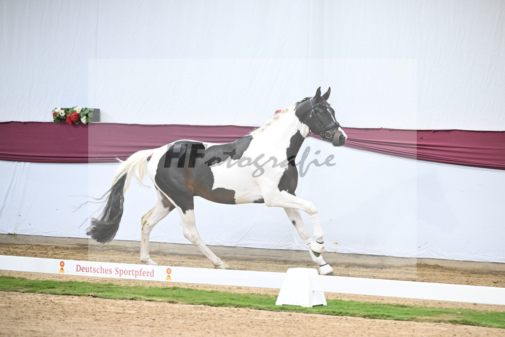 Kat-Nr. 117 Classic Deluxe x Don Martillo_Horst Schepper_47254027 | hf-fotografie - Realisiert mit Pictrs.com