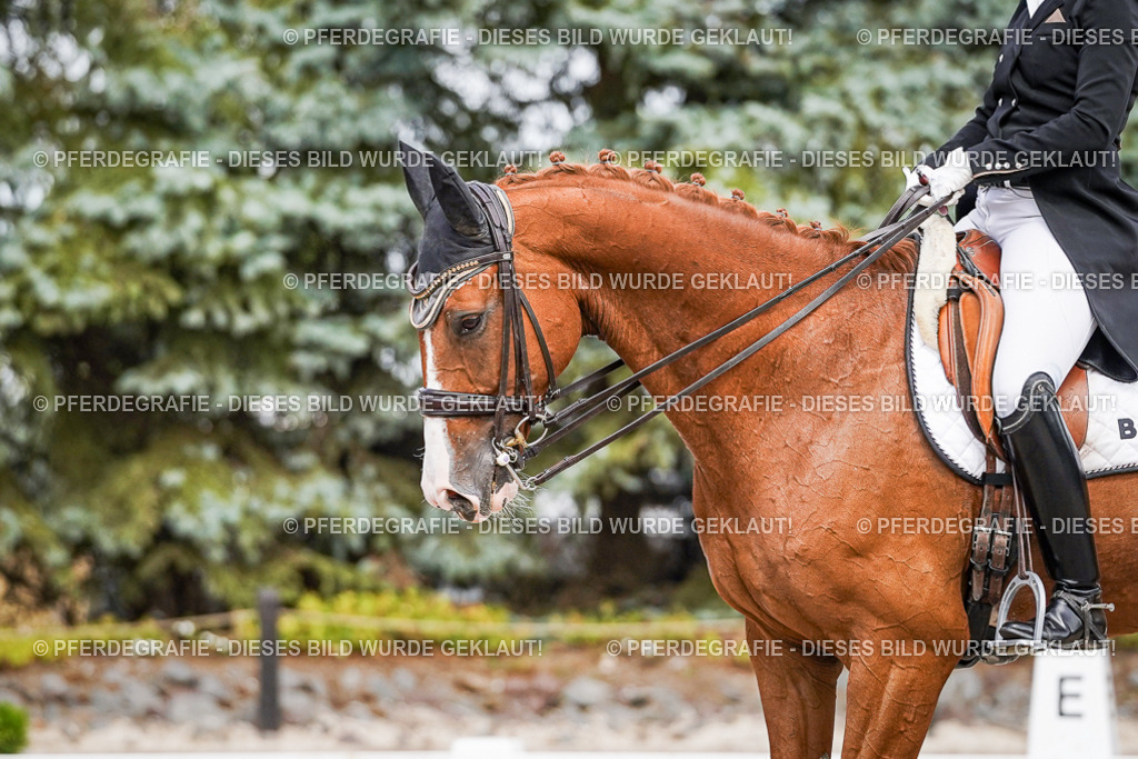 DSC06463 | Pferdegrafie