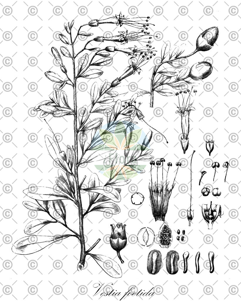 HistAbb_EMP_20755_SRC_Schlechtendal_FLORAD_SIMPLE | Historische Abbildung von Vestia foetida - Solanaceae | Historical Illustration of Vestia foetida - Solanaceae