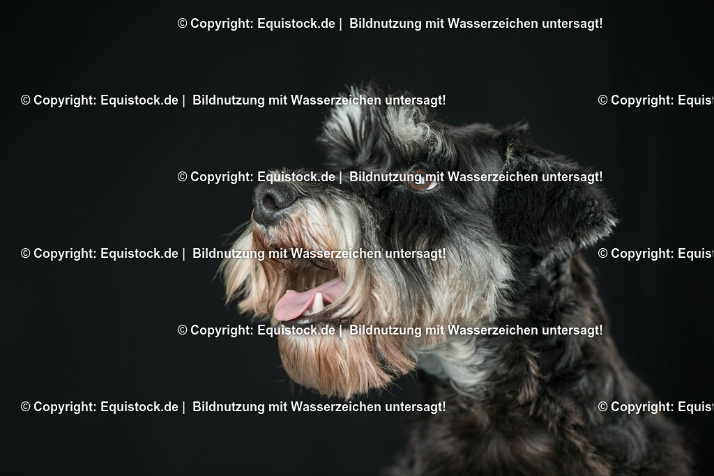 20160709_Hund_0013 | Foto: Thomas Hartig