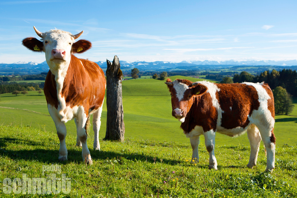 PS-Tiere-2026-96 | Entdecke die größte Bildgalerie der Region mit Fotografien aus dem Allgäu, der Bodenseeregion, Oberschwaben, dem Donautal und der Schwäbischen Alb. Landschaften, Luftaufnahmen und Reisefotografie als Wandbild und Fotokunst. - Realisiert mit Pictrs.com