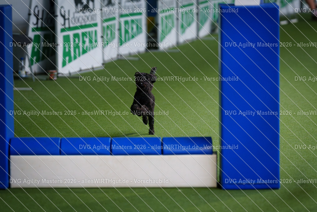 allesWIRTHgut_Tierfotografie-DVG_Agility_Masters_2026-12_34-7R508729 | Professionelle Tierfotografie in Mönchengladbach von Daniel Wirth (allesWIRTHgut). Liebevolle & natürliche Bilder von Hunden & Katzen für unvergessliche Erinnerungen.