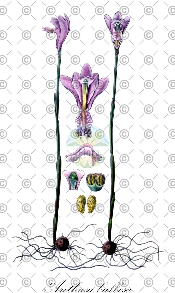HistAbb_wfo-0000264280_1_ENZY_Simple | Historische Abbildung von Arethusa bulbosa - Orchidaceae | Historical Illustration of Arethusa bulbosa - Orchidaceae