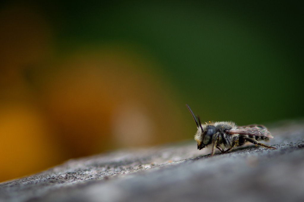 DSC_1647 | kaefersammler_roy - Realisiert mit Pictrs.com