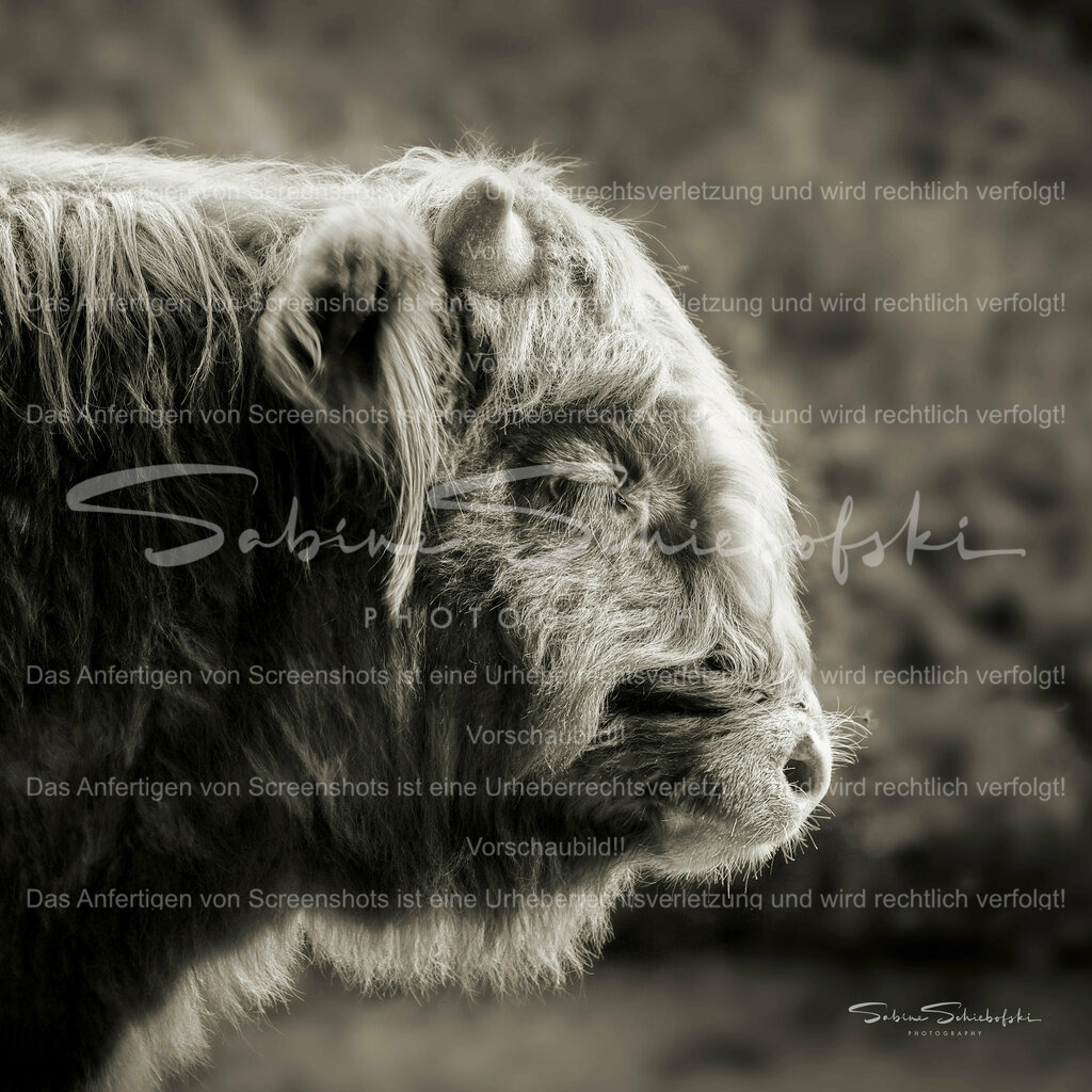 schlafender Highlander (warm Ton) | People- und Tierfotografie, Imageaufnahmen, Veranstaltungsfotografie und Wandbilder aus der Natur ★ Made in Germany ✔️ Druck + Downloads ✔️ Naturfotografie in Top Qualität ★ schneller Versand, weltweite Lieferung! - Realisiert mit Pictrs.com