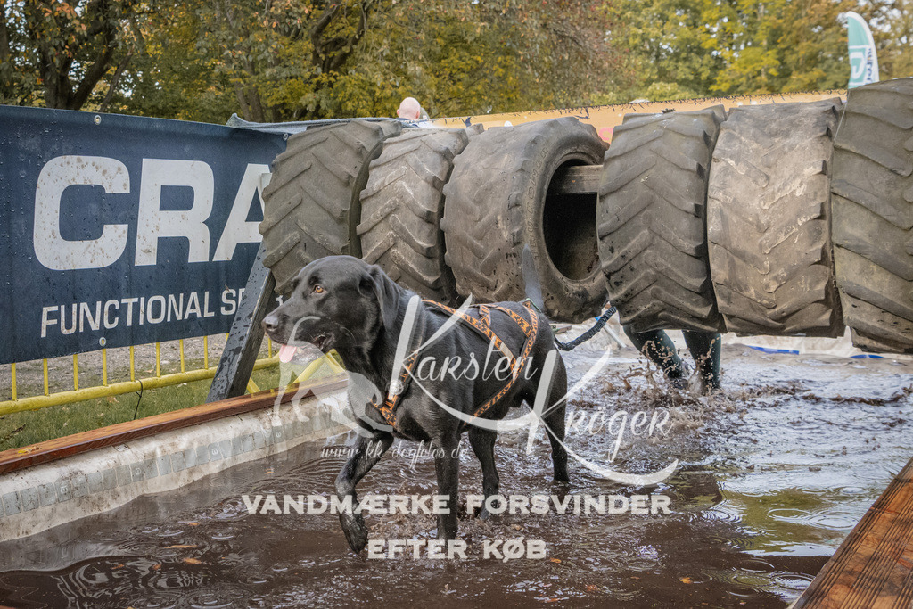 1444_ZZ94971 | kk-dogfotos