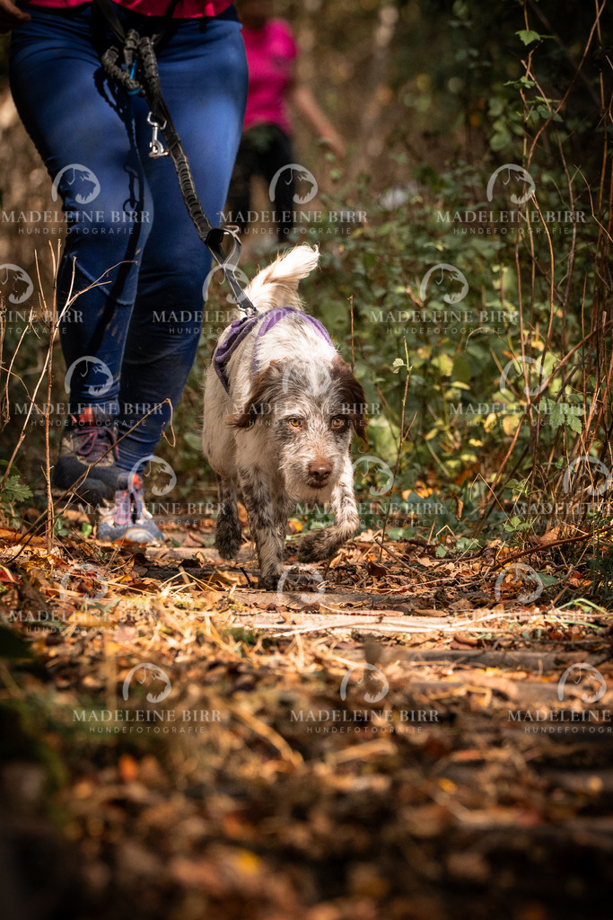 madeleinebirr.fotografie.2026.cc.hunsrueck.12-13Uhr.169 | hundefotografie-birr