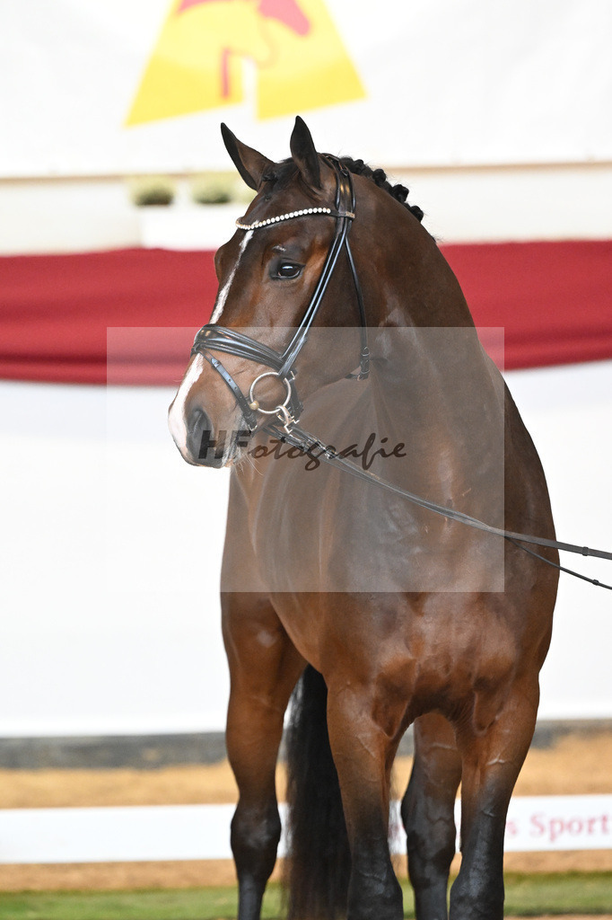 Kat-Nr. 54 Valdiviani x Foundation_2M2 Horses_47241868 | hf-fotografie - Realizzato con Pictrs.com