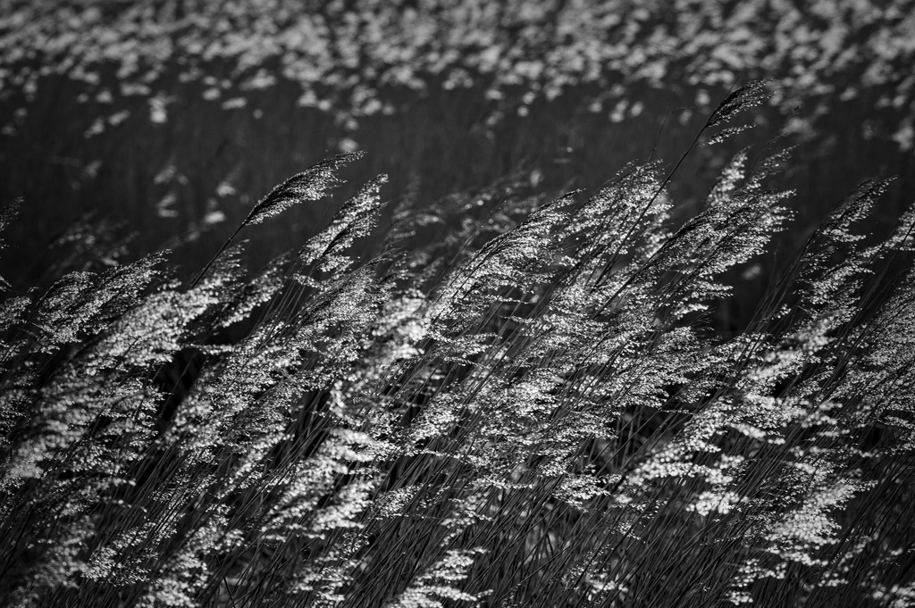 2024_03_03_HETLINGER SCHANZE_MCP6935 sw | Hochwertig gedruckte Fotografien für die Wand, als Kalender und zum Verschenken. Hamburg & Norddeutschland und überall wo ich mit der Kamera unterwegs war.