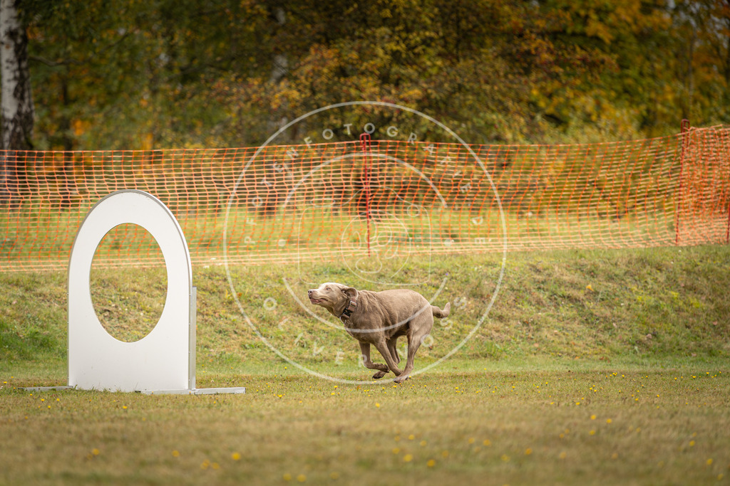 Pfotenfotografie_DV3A2743 | Hundefotografie, Tierfotograf, Pfotenfotografie, Fotoshooting Hund, Hunde Portrait, Hundesport, Hundeportraits, Heideshooting, Hunde, Sportfotograf, Hundefotograf, Turnierhundsport, THS,  - Realisiert mit Pictrs.com