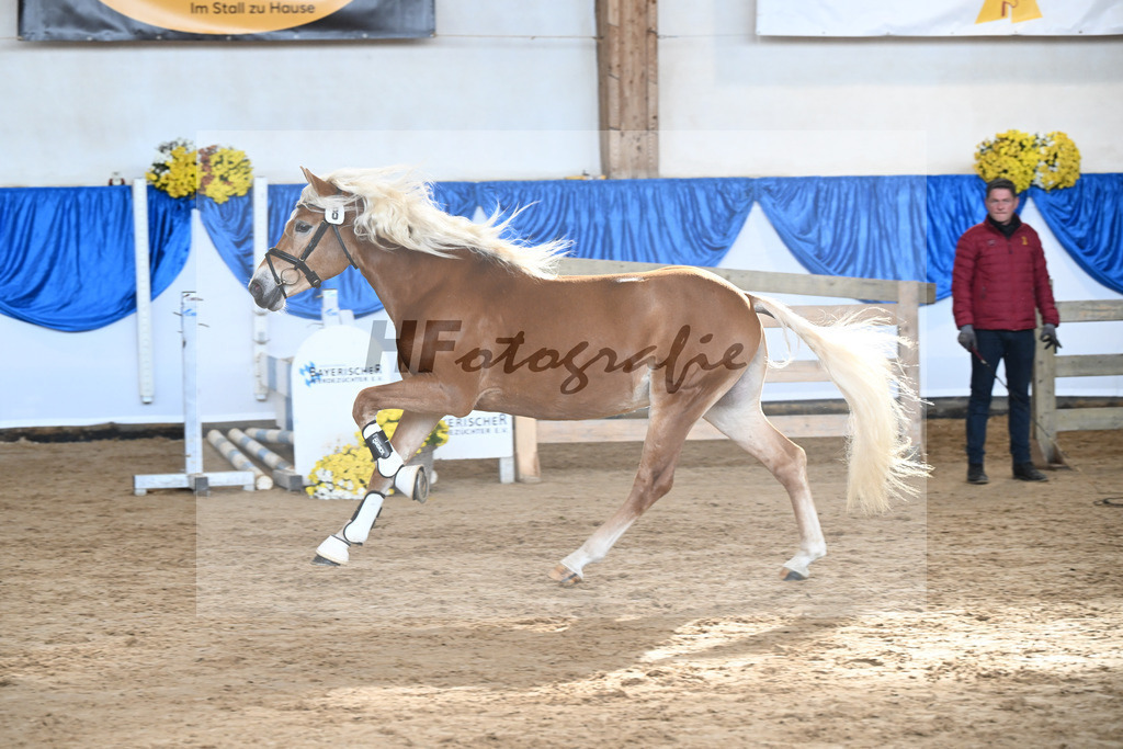 Kat-Nr. 8 Angelo Mio v. Amore Mio_Brielmeier_48250211 | hf-fotografie - Realisiert mit Pictrs.com