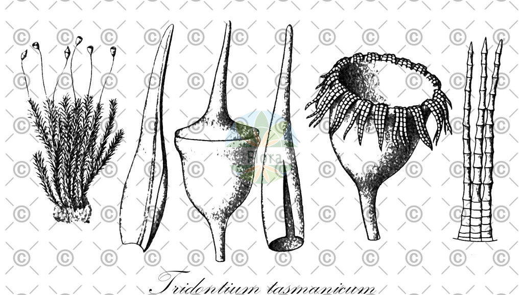 HistAbb_wfo-0000806720_1_ENZY_Simple | Historische Abbildung von Tridontium tasmanicum - Pottiaceae | Historical Illustration of Tridontium tasmanicum - Pottiaceae