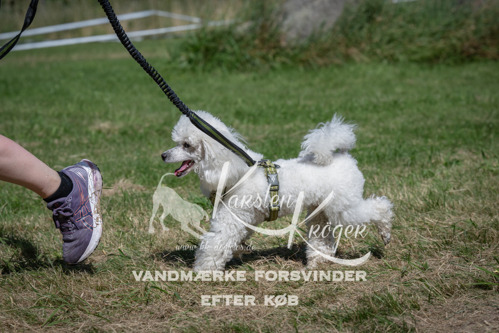1216_ZZ94813 | kk-dogfotos