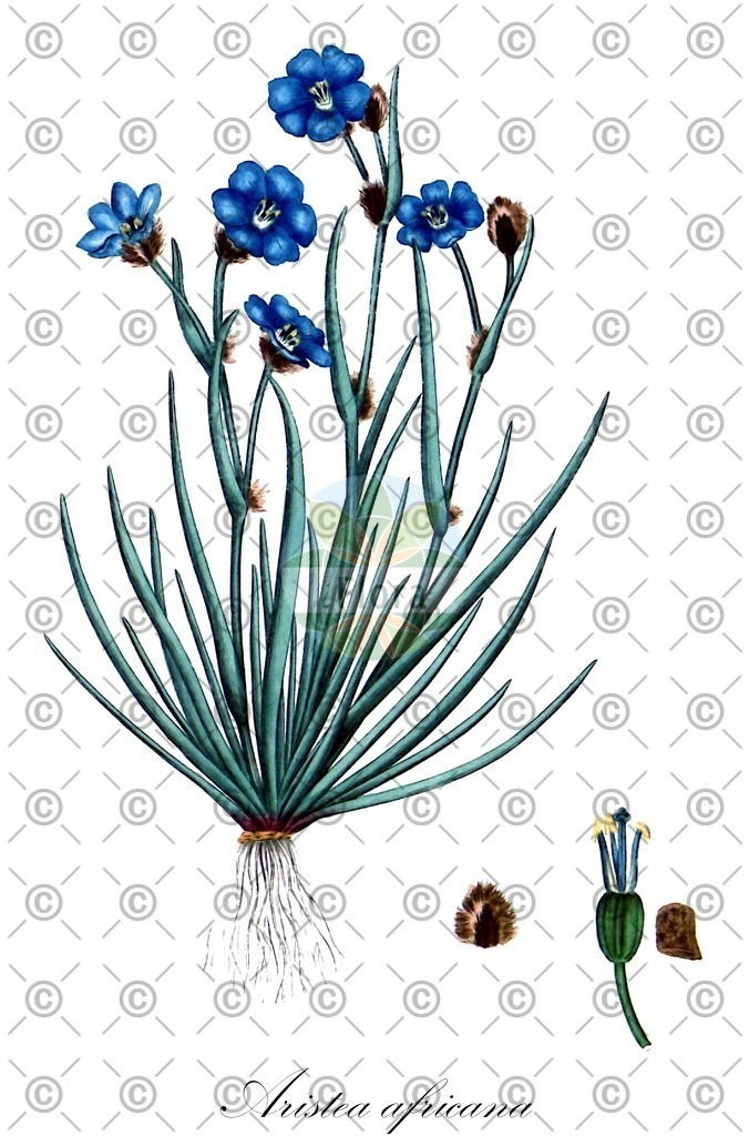 HistAbb_wfo-0000045155_1_ENZY_Simple | Historische Abbildung von Aristea africana - Iridaceae | Historical Illustration of Aristea africana - Iridaceae