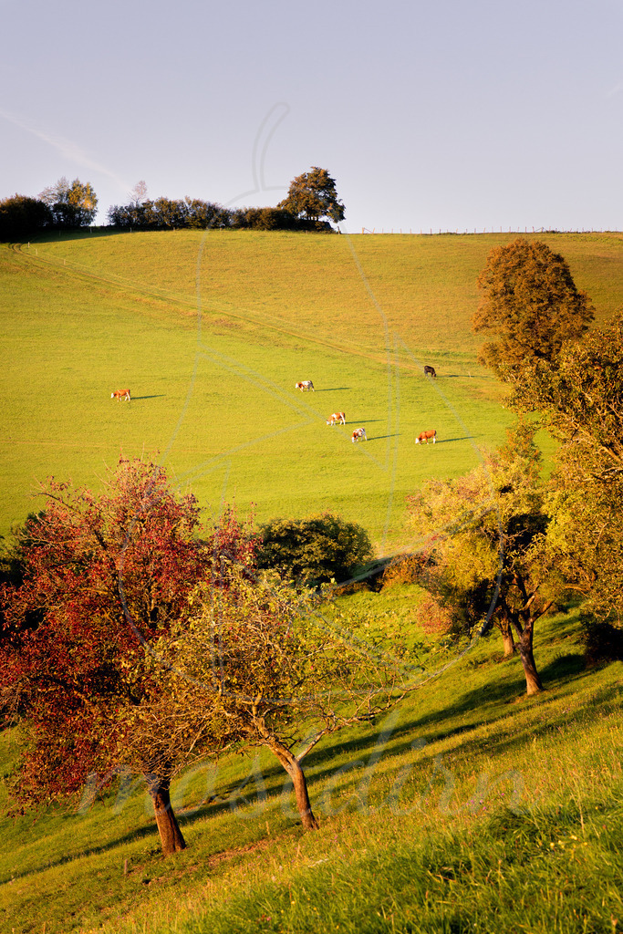 Sonnenaufgang Puchberg Randegg | Ihre Fotografin im Lungau, ihre Fotografin im Mostviertel, Wandbilder Onlineshop, Imagefotos für Ihr Unternehmen,  - Realisiert mit Pictrs.com