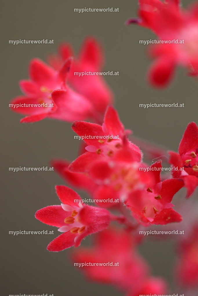 Purpurglöckchen-008 | Das Bilderarchiv über Tiere, Planzen und Landschaften. In der Bilddatenbank finden Sie ein große Auswahl an hochwertigen Bilder für Ihre Werbung - Realisiert mit Pictrs.com