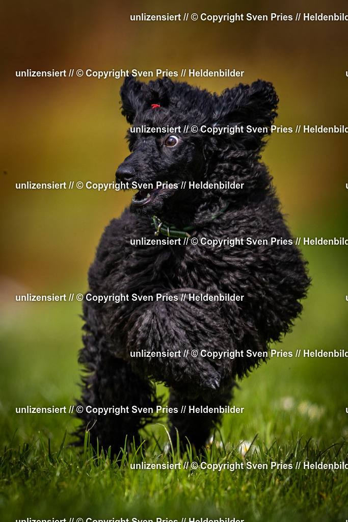 Sven Pries | 2025-04-13 - Hunderennen Baden-Baden - Realisiert mit Pictrs.com