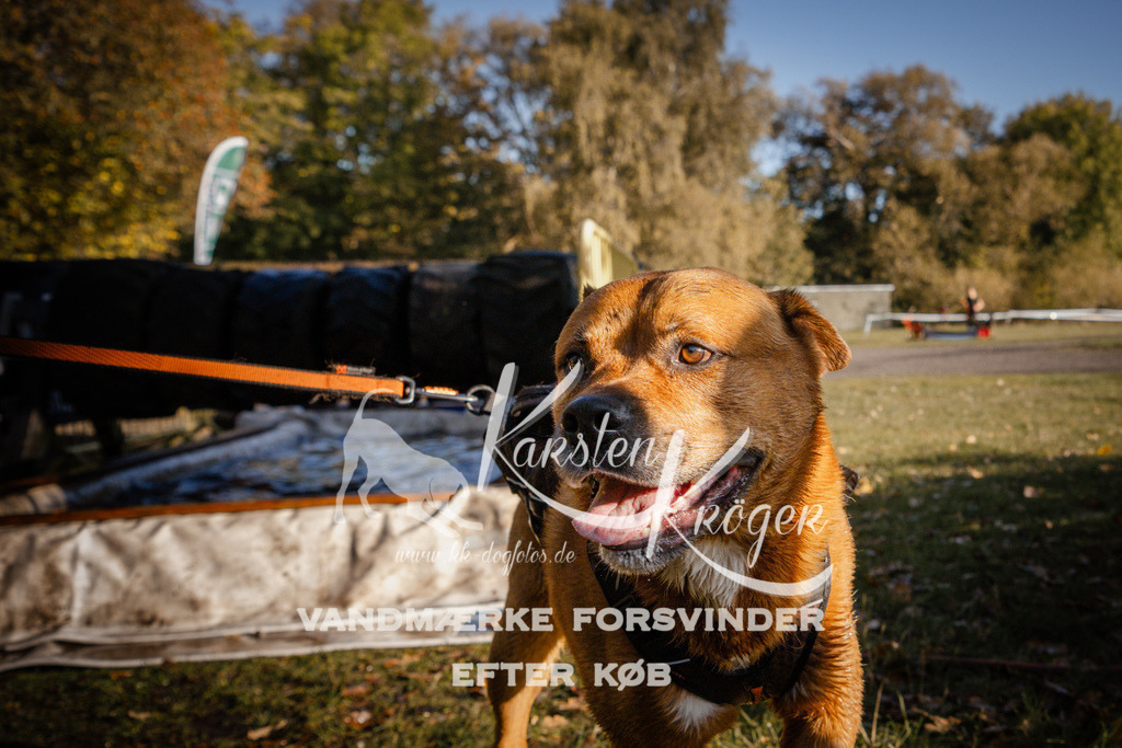 0956_ZZ92294 | kk-dogfotos
