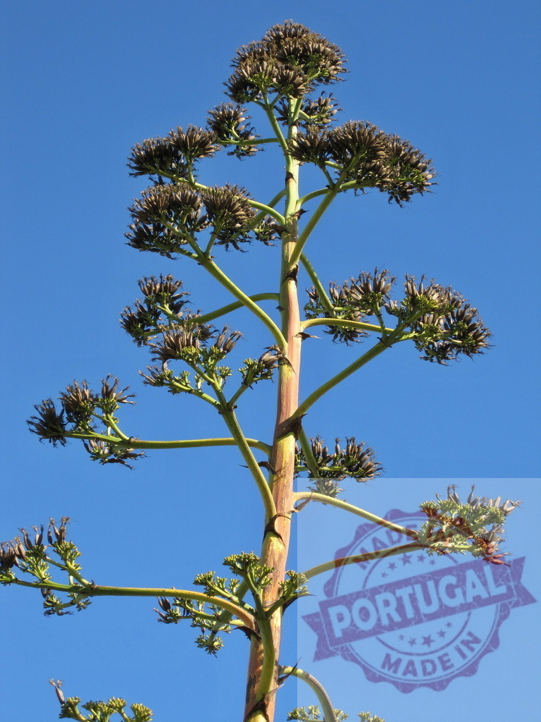 Agave century plant flowering inflorescence against blue sky | Agave century plant flower stalk growing against clear blue sky - Realized with Pictrs.com