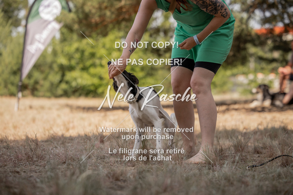 nelerasche_soDD2_423 | nelerasche