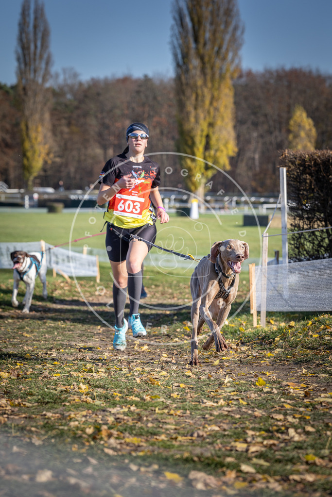 CaniXpix_DV3A9565 | Hundefotografie, Tierfotograf, Pfotenfotografie, Fotoshooting Hund, Hunde Portrait, Hundesport, Hundeportraits, Heideshooting, Hunde, Sportfotograf, Hundefotograf, Turnierhundsport, THS,  - Realisiert mit Pictrs.com