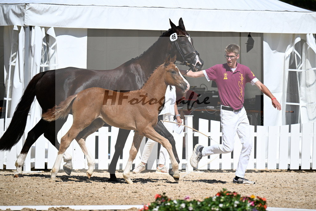 Kat-Nr. 46 Va Bene x Don Olymbrio L_SF_Wittlinger_29251312 | hf-fotografie - Realizzato con Pictrs.com