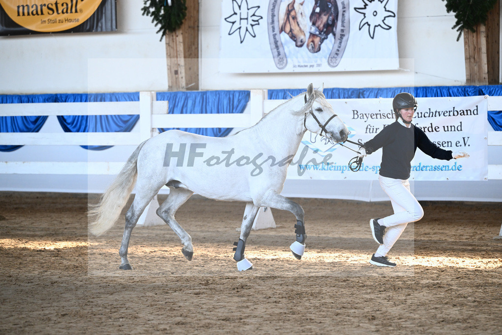 Kat-Nr. 11 Copperbeech Harrison v. Bunowen Paddy_ZG Lisberg_9260248 | hf-fotografie - Realisiert mit Pictrs.com