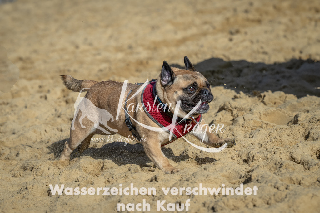 1115_ZZ90832-Bearbeitet | kk-dogfotos